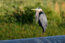 BlueHeron-275.jpg