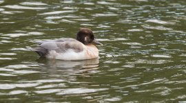 DSC_1442.jpg