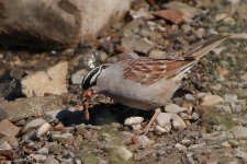 sparrow wateredge -DSC_1071-0005.jpg