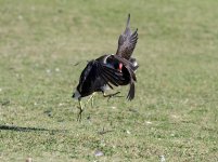 DSC_1287.jpg