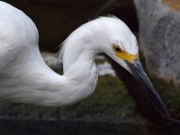 Egret6.jpg