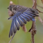 Bluebird.jpg