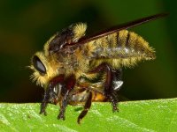 Fly4.jpg