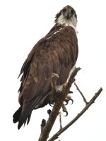 ROY_9964.JPG
