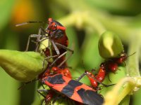 Milkweed.jpg