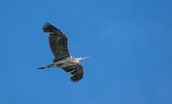 DSC_1528.jpg