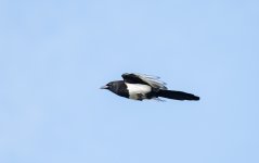 DSC_1543.jpg