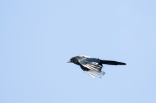 DSC_1545.jpg