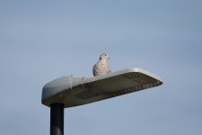 DSC_1572full.jpg