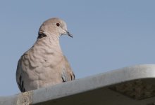 DSC_1572crop.jpg