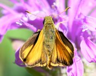 Skipper-202.jpg