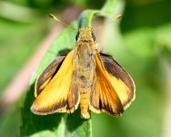 Skipper-200.jpg