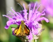 Skipper-201.jpg