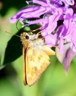 Skipper-203.jpg
