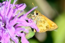 Skipper-204.jpg
