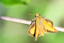Skipper-205.jpg