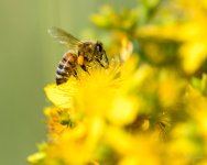 Bee-225.jpg