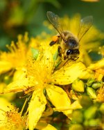 Bee-226.jpg