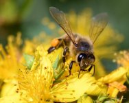 Bee-227.jpg