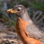 Robin4.jpg