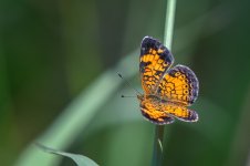 _DSC5880-Edit.jpg