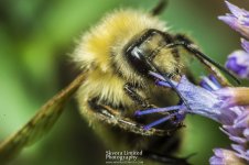 7-10-17-Black-Hill-Park-Macro_10.jpg