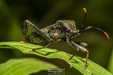 7-10-17-Black-Hill-Park-Macro_16.jpg