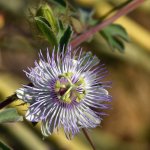 Passiflora.jpg