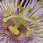Passiflora3.jpg