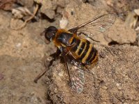 BeeFly3.jpg