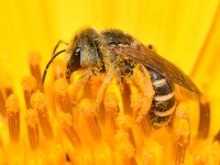 HoverFly3.jpg