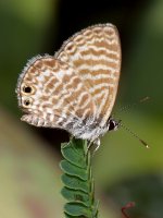 HairStreak.jpg