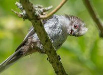 DSC_2733.jpg