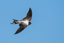 DSC_1663.jpg