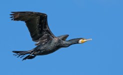 DSC_1703.jpg