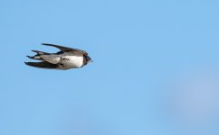 DSC_1664.jpg