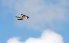 DSC_1668.jpg