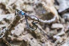 7-10-17-Black-Hill-Park-Macro_36.jpg