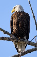 Post Eagle-200.jpg Post Eagle-200.jpg