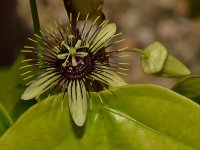 Passiflora3.jpg