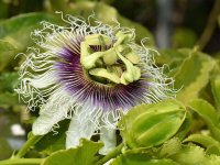 Passiflora7.jpg