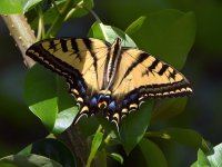 Swallowtail.jpg