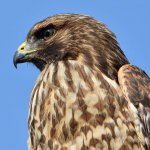 Hawk6.jpg