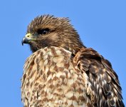 Hawk4.jpg