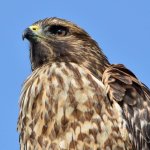 Hawk8.jpg