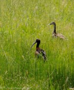 Bear Lake Bird Refuge  Ibis and White Duck 7-6-2017.jpg