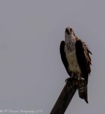 Bear Lake Bird Refuge  Ospray 7-6-2017.jpg