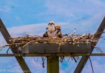 Bear Lake Bird Refuge  Ospray on a Nest 7-6-2017.jpg