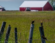 Bear Lake Bird Refuge  Yellow Headed Blackbirds 7-6-2017.jpg