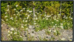 1-DSC_3901.jpg